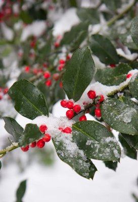 20100123 - Snowfall on Holly