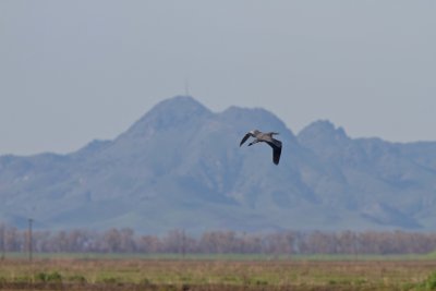 Heron over Sutter Buttes