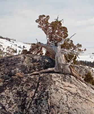 Mountain Juniper