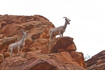Desert Big Horn Sheep, Zion