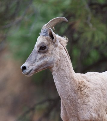 Desert Big Horn Sheep