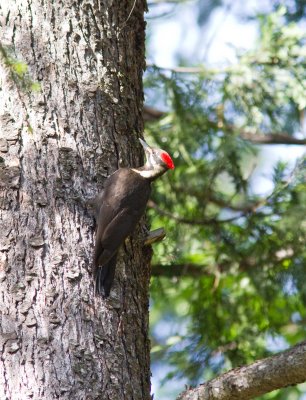 Piliated Woodpecker