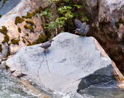 American Dipper with fledgling