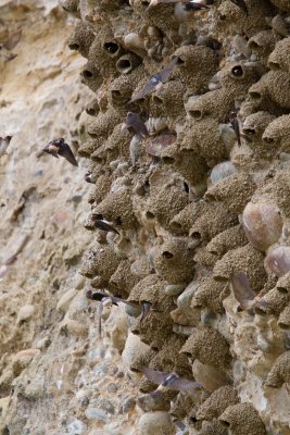 Cliff Swallows