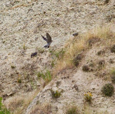 Perigrine Falcon with fledglings