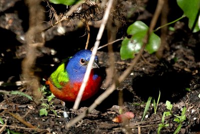 Painted Bunting - Trying to Hide