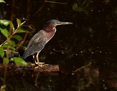 Another Green Heron