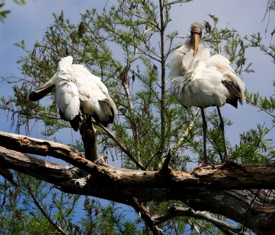 Wood Storks Preening