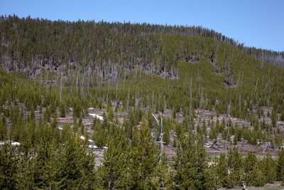 Regrowth after the fire of 1988