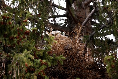 Great Horned Owlets in the Nest