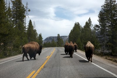 Bison Rule the Road