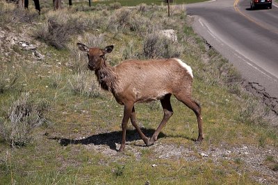 Elk - This female trotted down the road and hopped right up within 10 feet of where I was standing