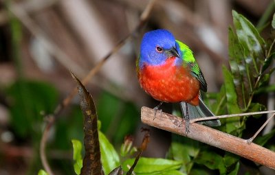 Painted Bunting