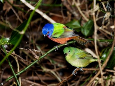 Painted Buntings - Nesting Pair