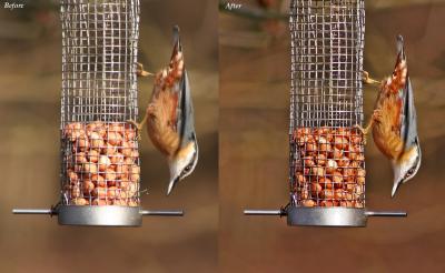 nuthatch B-A.jpg