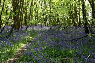 In the Bluebell Wood