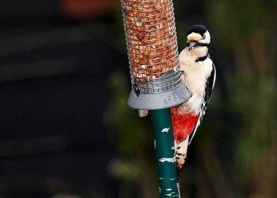 Greater Spotted Woodpecker at the Feeder