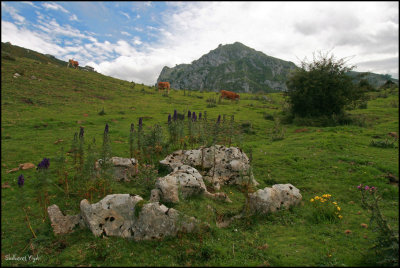 Covadonga c19