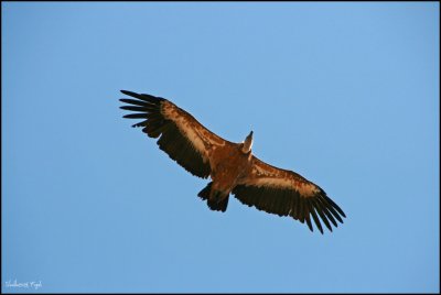 ermite de San Frutos eagle
