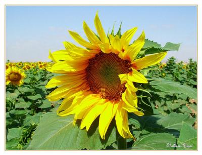 Sunflower