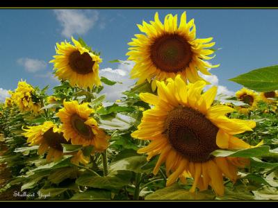 Sunflowers