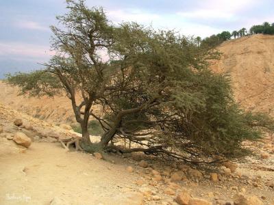 EinGedi0284