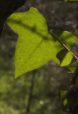 Ivy leaf.jpg