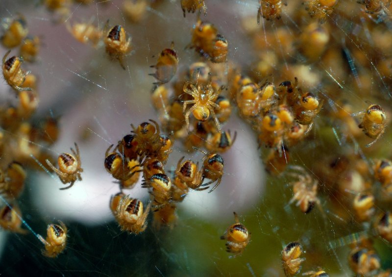 Baby Spiders