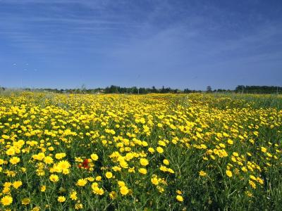 Mesaria plain in April - North Cyprus