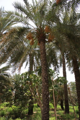 Dubai - Mountain safari - Oasis stop - Date palms