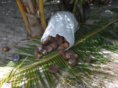 Lovely bunch of coconut shells!!
