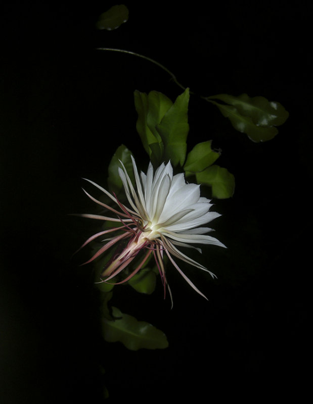 night of the blooming cereus 109