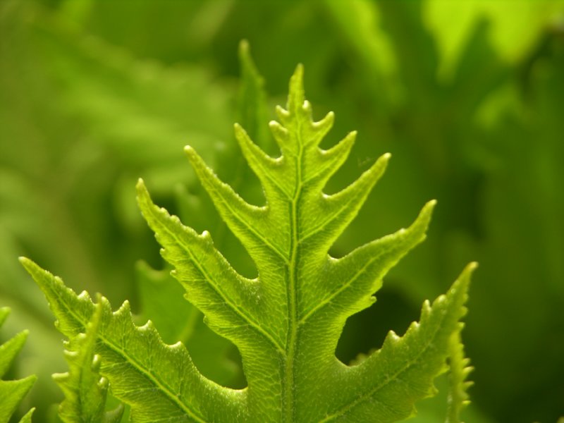 fresh fern 56