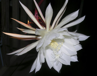 night of the blooming cereus 126