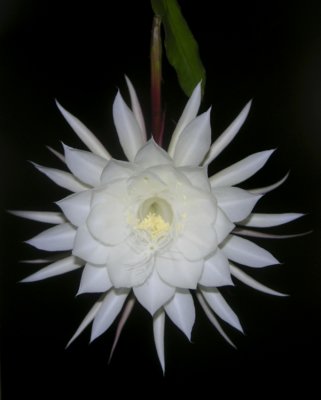 night of the blooming cereus 086