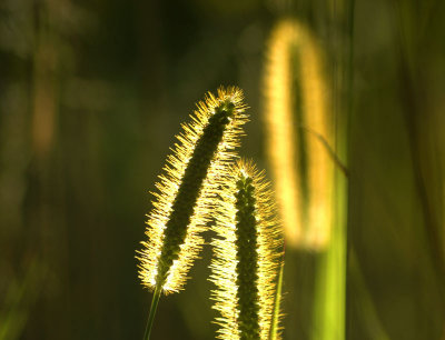 late summer light 2