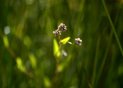 smartweed under light