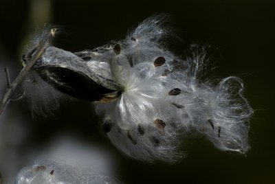 milkweed magic 28