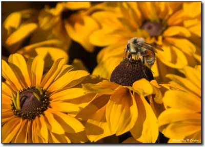 Smorg- for Bees.jpg