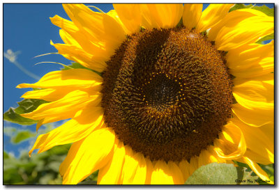 Sun Flower.jpg