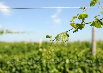 George Spencer Winery - Gibbon