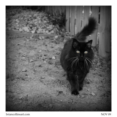 DSC_5069bw-square-50.jpg