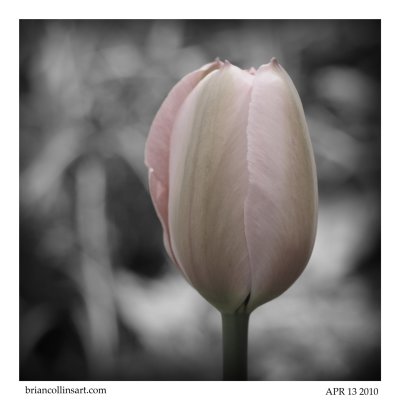 Tulip