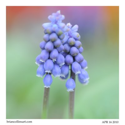 Grape Hyacinth