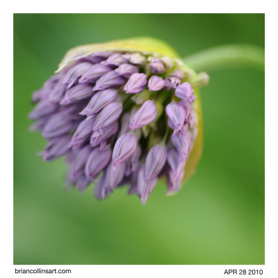 Allium