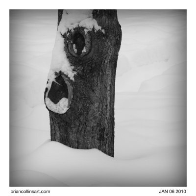 Maple Tree