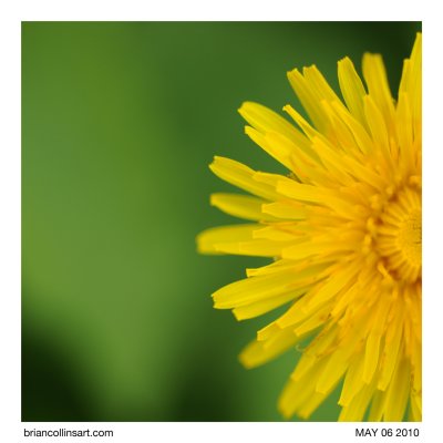 Dandelion