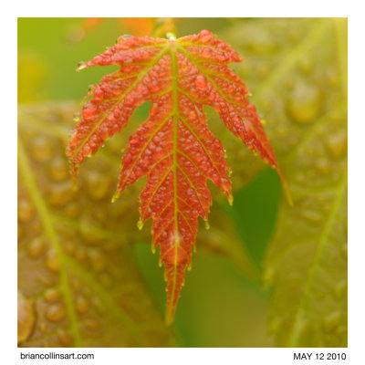 Maple in the rain