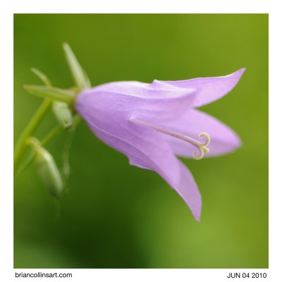 Campanula