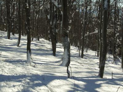 Forest at the ridge of Vrcholova Stanica